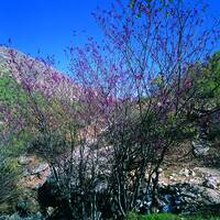 Arghavan Gorge